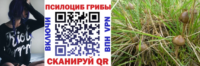 Купить  Сланцы  Псилоцибиновые грибы мицелий 
